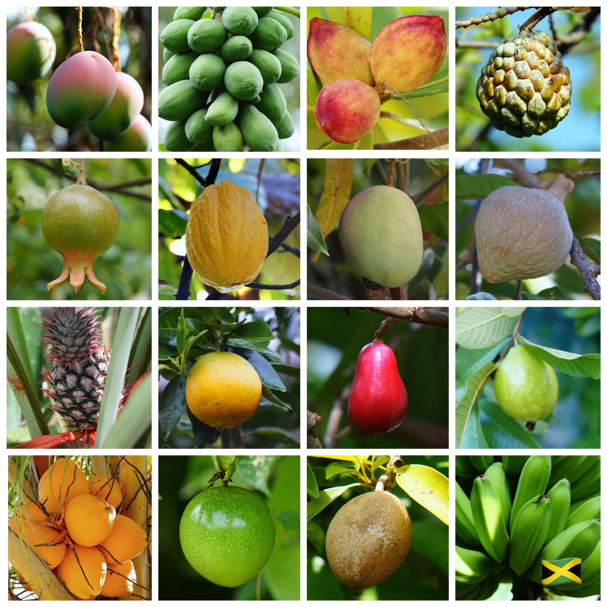 Fruits of Jamaica – Calamity Blog